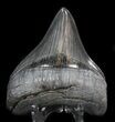 Serrated, Posterior Megalodon Tooth #41144-2